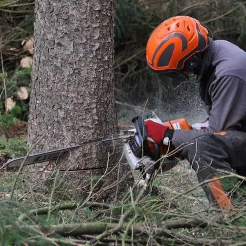 felling a tree first cut