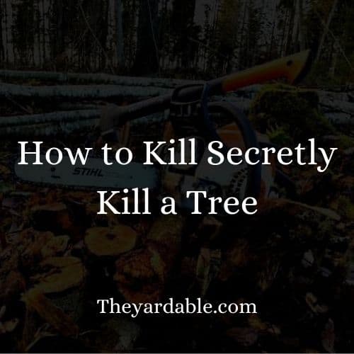 killing trees secretly thumbanail