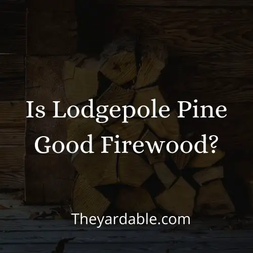 is lodgepole pine good as firewood