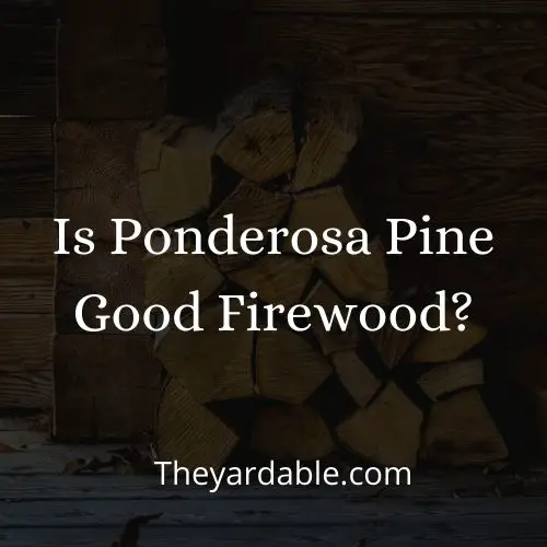 is ponderosa pine good as firewood