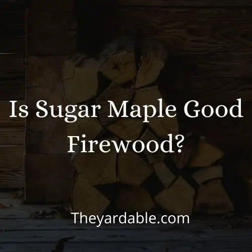 is sugar maple good as firewood
