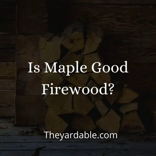 is maple good as firewood
