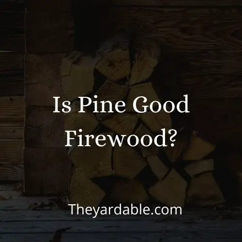 is pine good as firewood