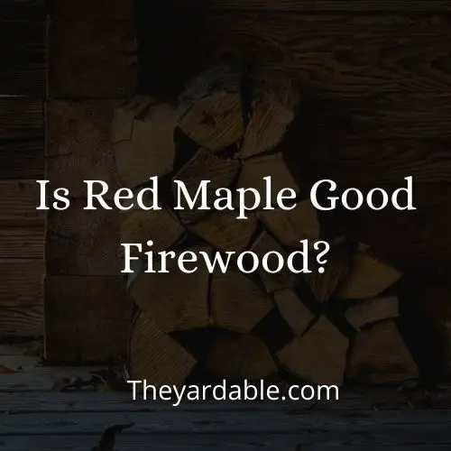 is red maple good as firewood