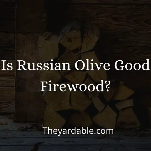 is russian olive good firewood