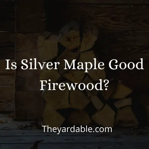 is silver maple good as firewood