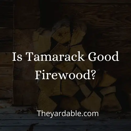 is tamarack or larch good firewood