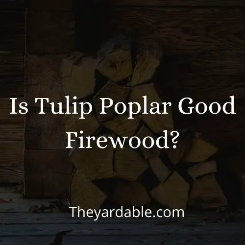is tulip poplas good firewood