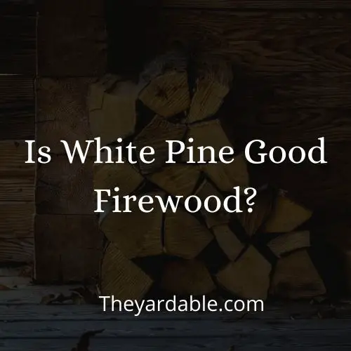 is white pine good as firewood