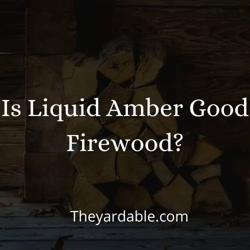 liquid amber firewood thumbnail