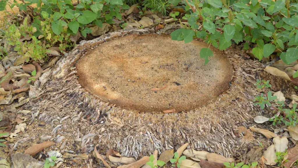 palm tree stump surrounded by leaves