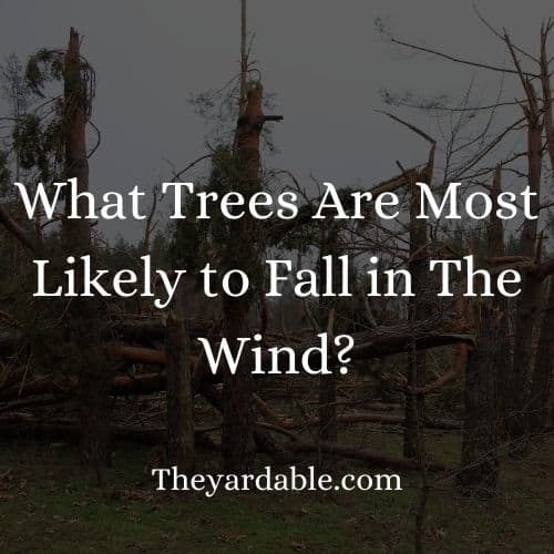 trees likely to fall in wind thumbnail