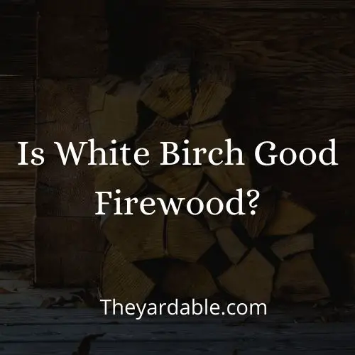 white birch firewood thumbnail