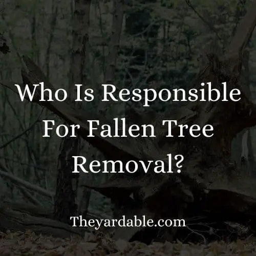 fallen tree who's responsibility?