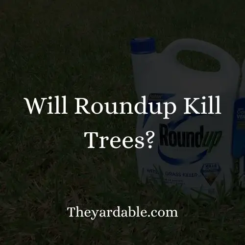 Will roudnup kill trees thumbnail