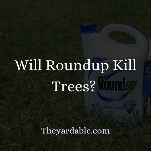 Will roudnup kill trees thumbnail