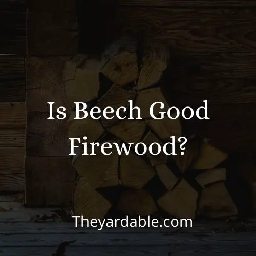 beech firewood thumbnail