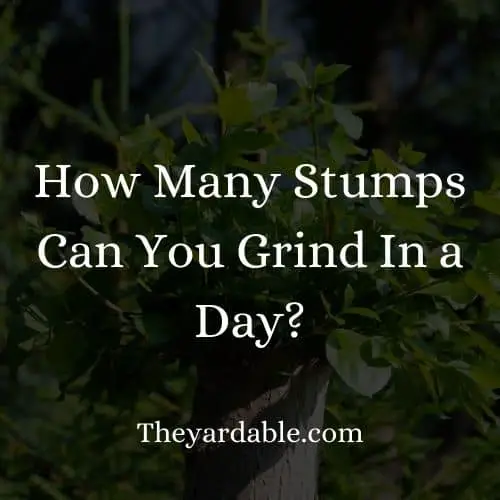 number of stumps beginner can grind in a day