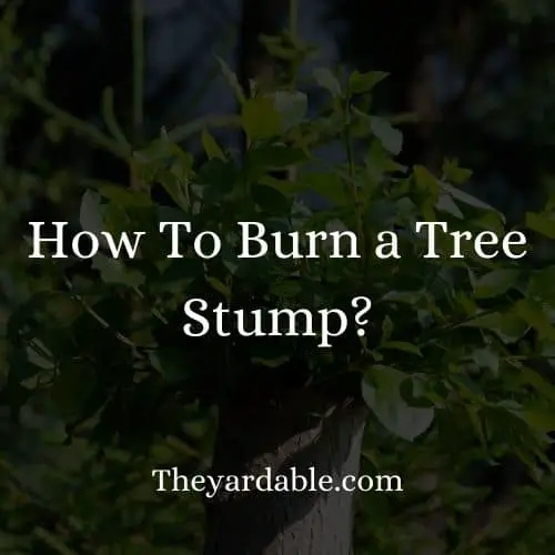 burging tree stumps how to guide
