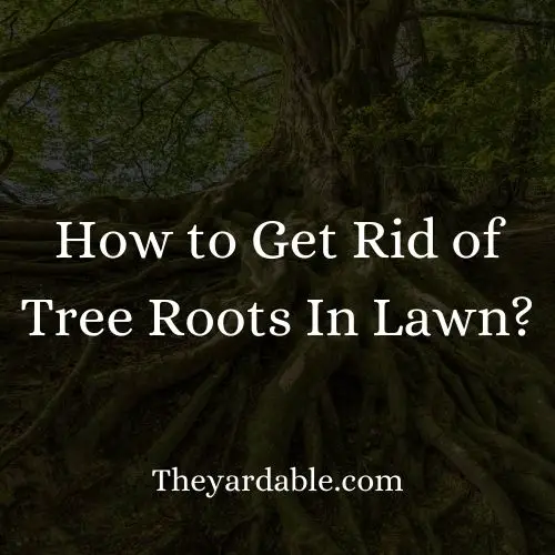 get rid of roots in lawn