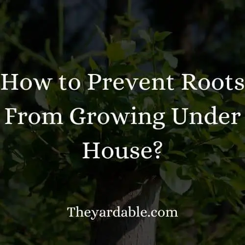 avoid tree roots growing under house