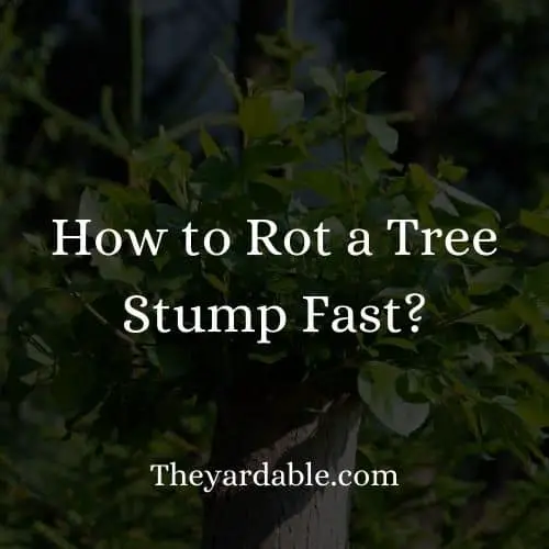 rotting a tree stump fast