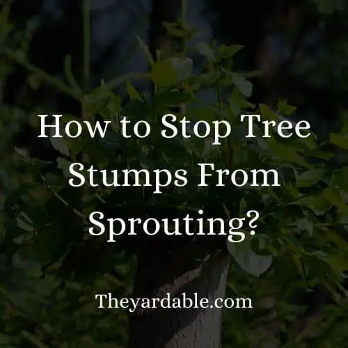 stop tree stump from sprouting back