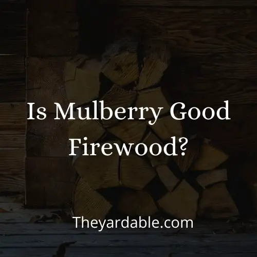 mulberry firewood thumbnail