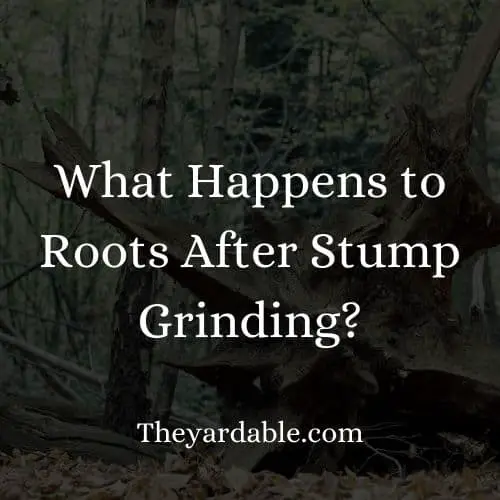 what happens to roots after stump grinding