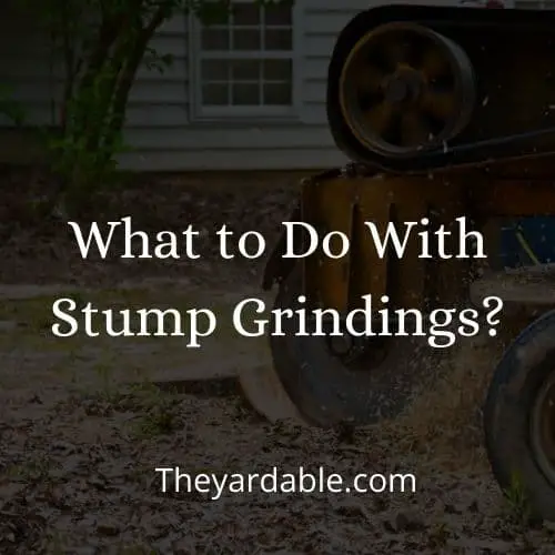 stump grindings after removal what to do with them
