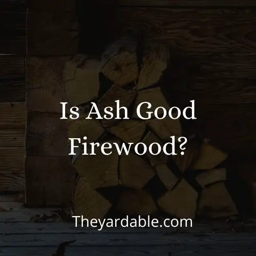 ash firewood thumbnail