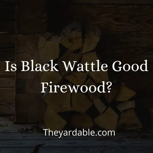 black wattle firewood thumbnail
