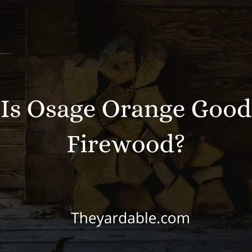 osage orange firewood thumbnail