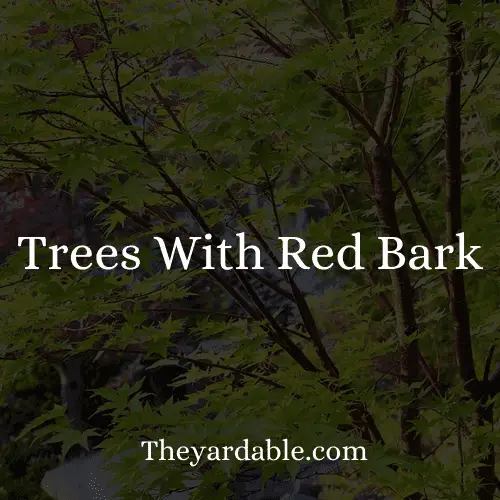 red bark tree