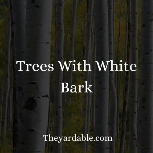 white bark trees