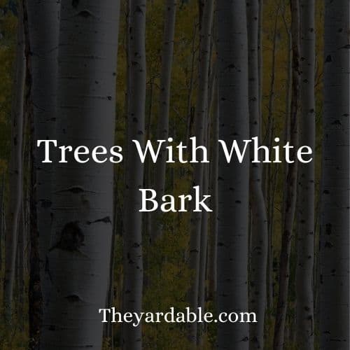 white bark trees