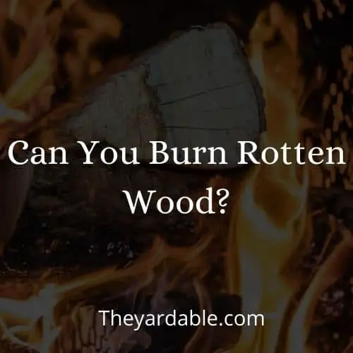burning rotten wood