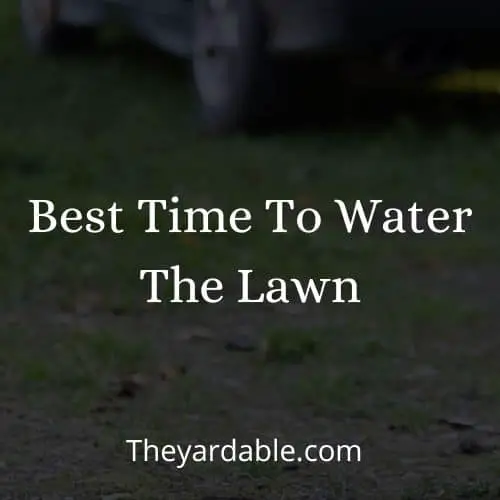 whats the best time to water the lawn