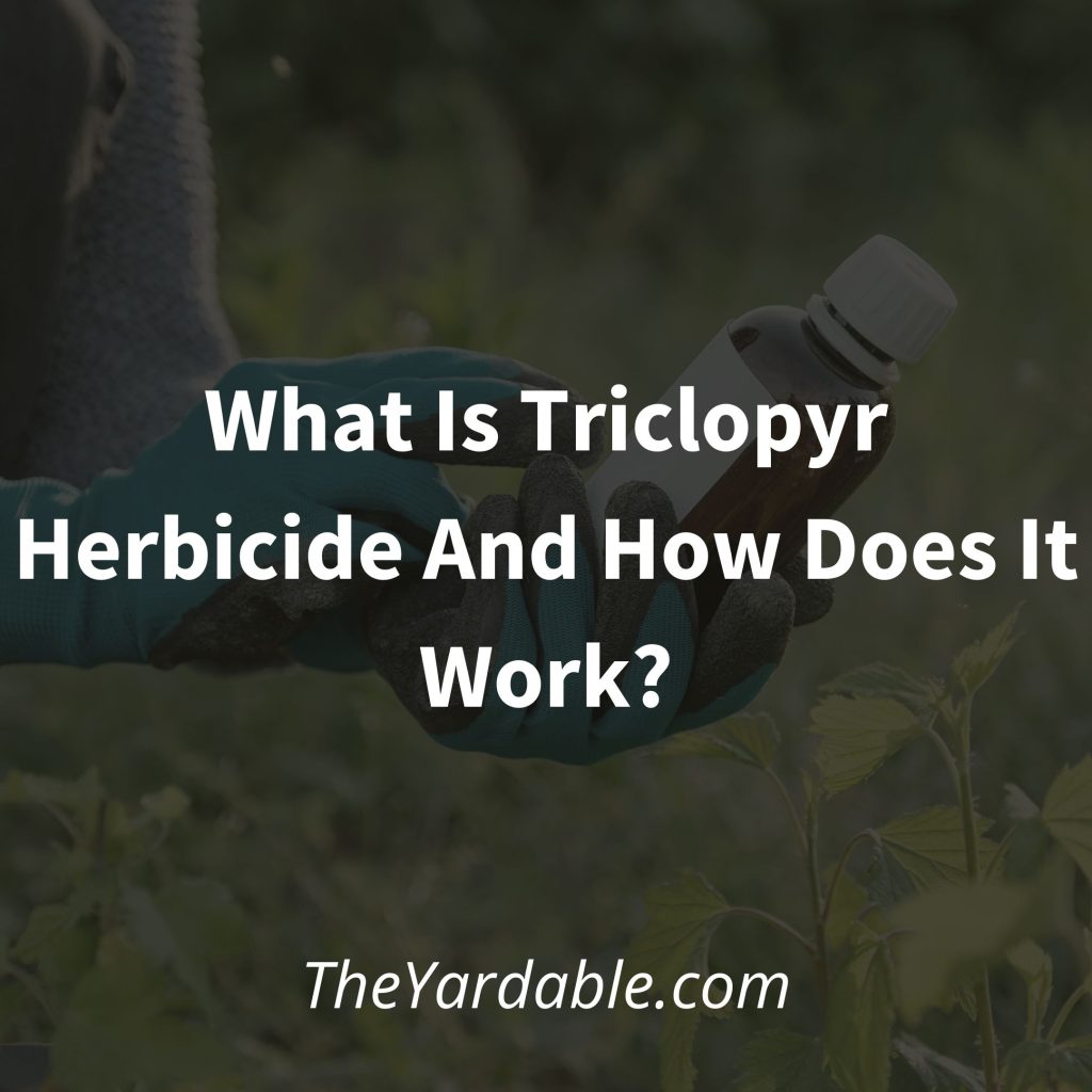 What-Is-Triclopyr-Herbicide featured image