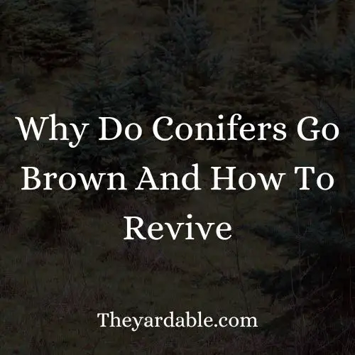 Why do conifers go brown thumbanil