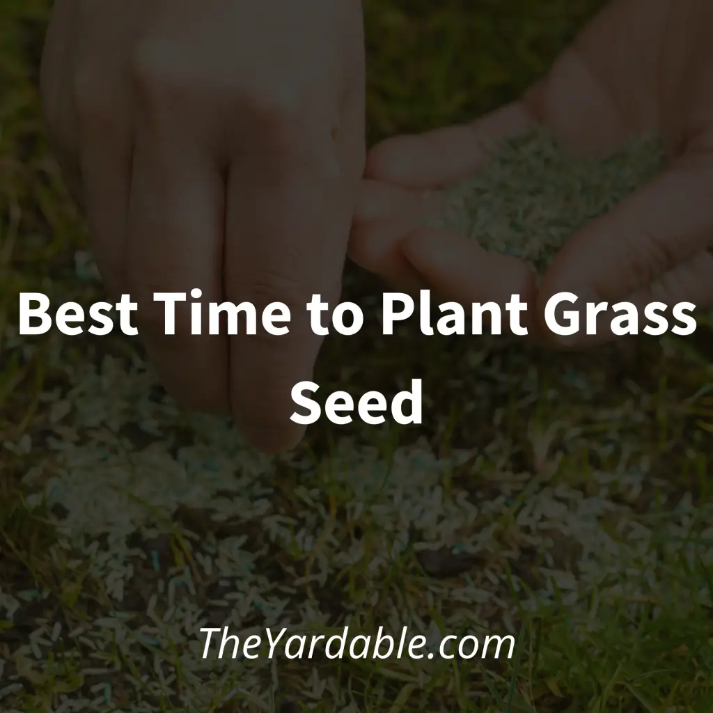 Time to plant grass seed featured image