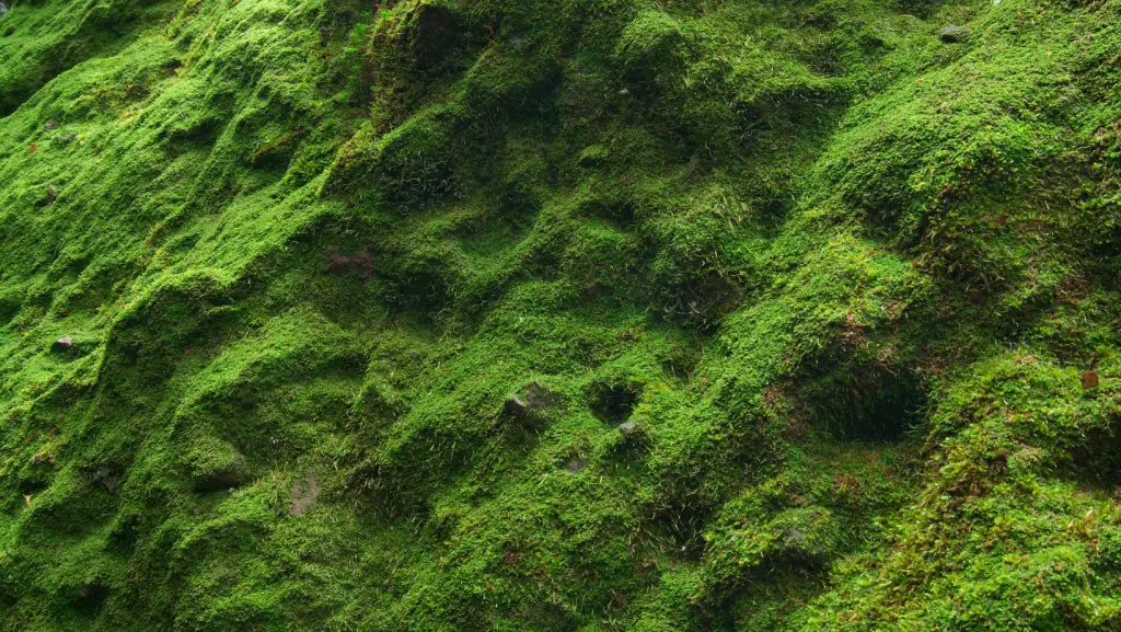 Green moss covering a whole ground
