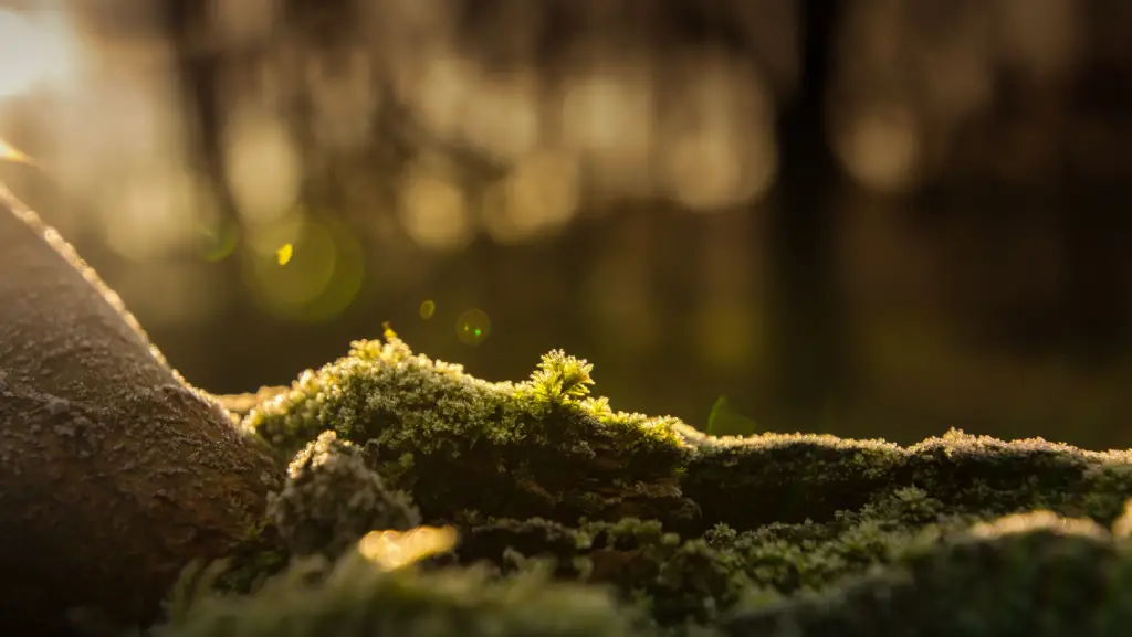 Moss on tree bark, sunny background