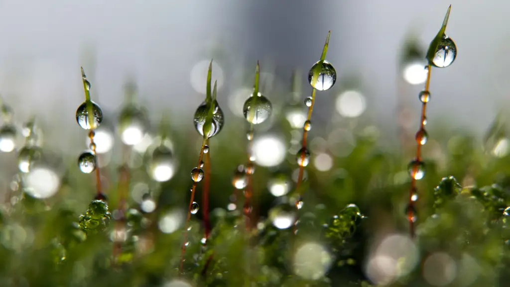 Water drops on green moss