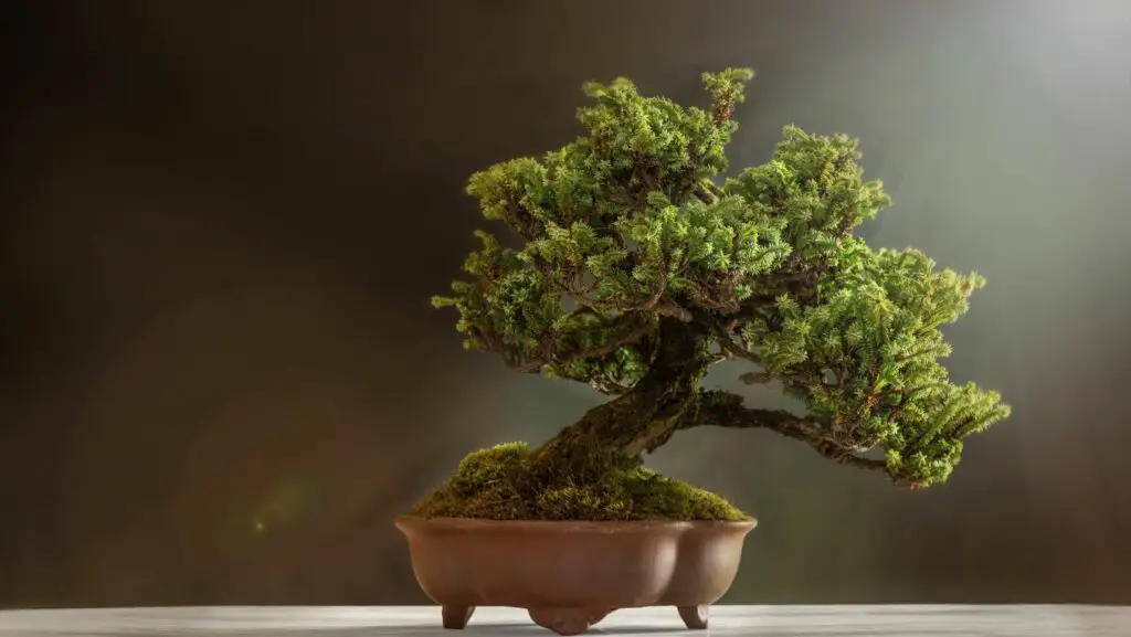 bonsai in an earthen pot, in front of a dark background