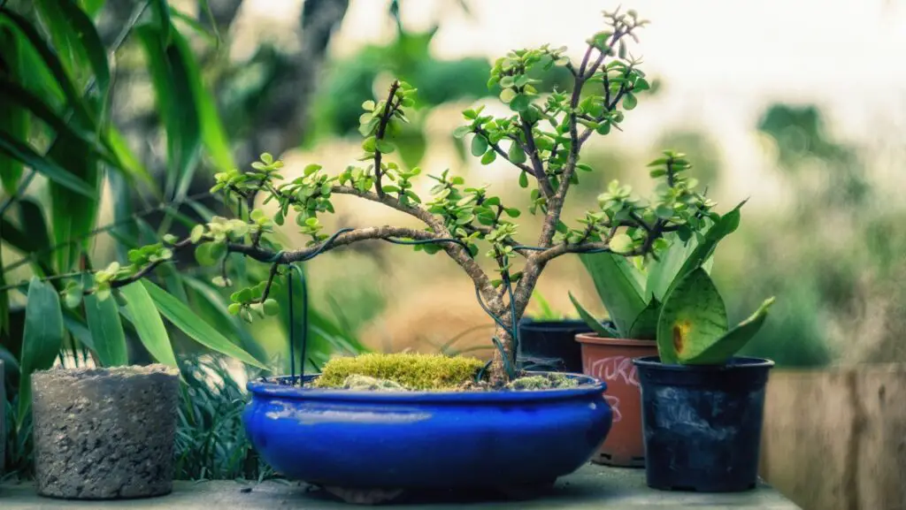 Bonsai tree in a blue pot, tied to give it a shape