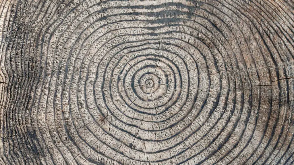 Zoom on a cut trunk with dark tree rings
