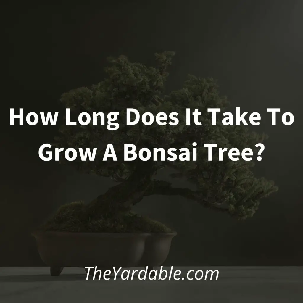 How long does it take to grow a bonsai tree featured image