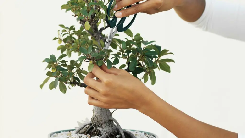 bonsai being pruned by hand with scissors