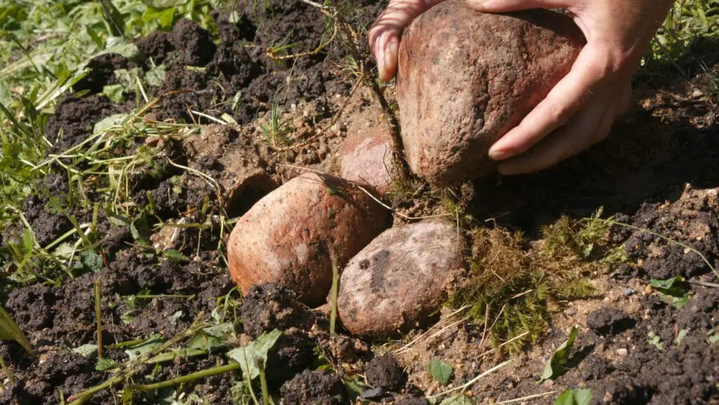Stones removed by hand from garden soil